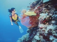 immersioni